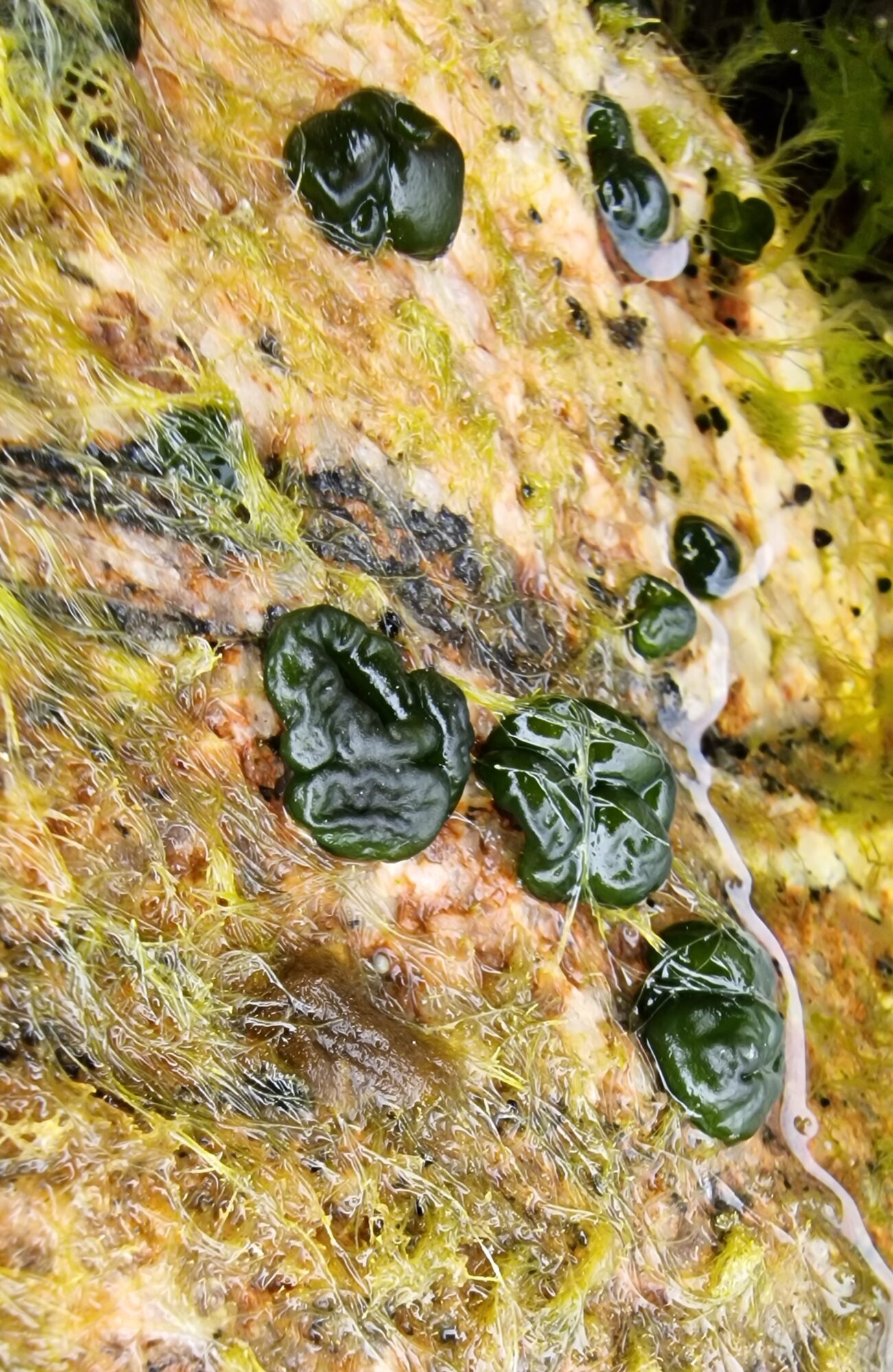 Valokuvaaja: Hanna Rönty Valokuvaaja: Hanna Rönty