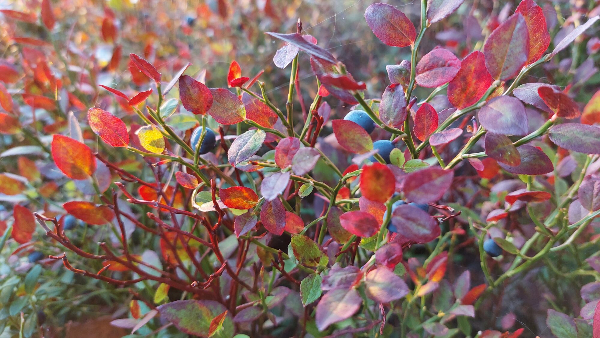 Valokuvaaja: Susanna Hannula