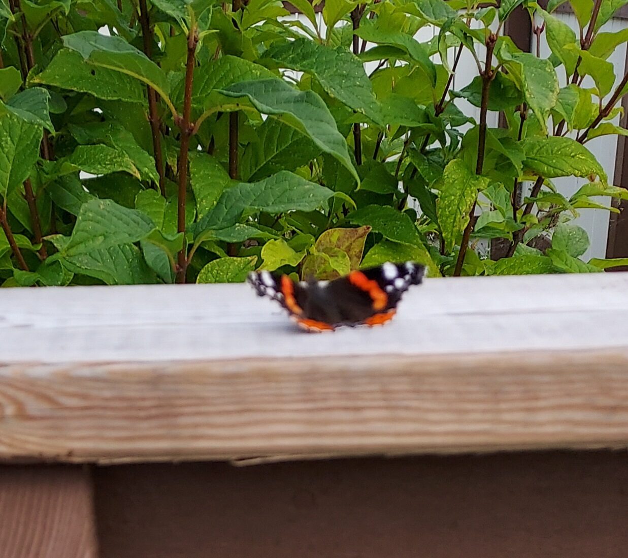 Valokuvaaja: Eija Johanna Saastamoinen