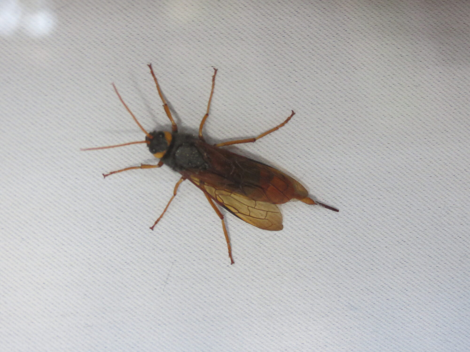 Valokuvaaja: Elina Vuorimaa-Laukkanen