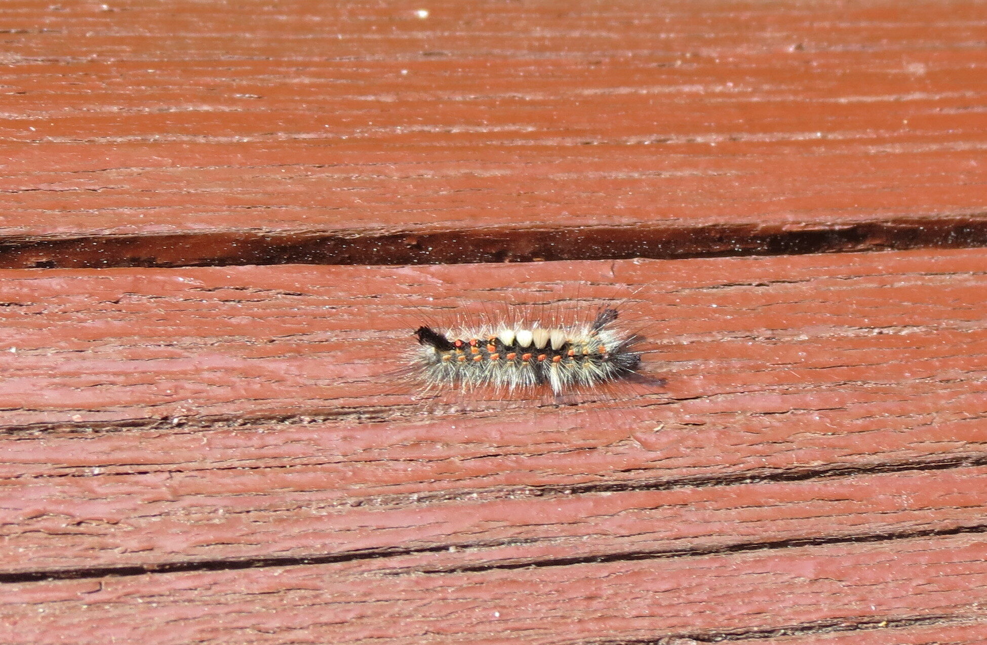 Valokuvaaja: Elina Vuorimaa-Laukkanen