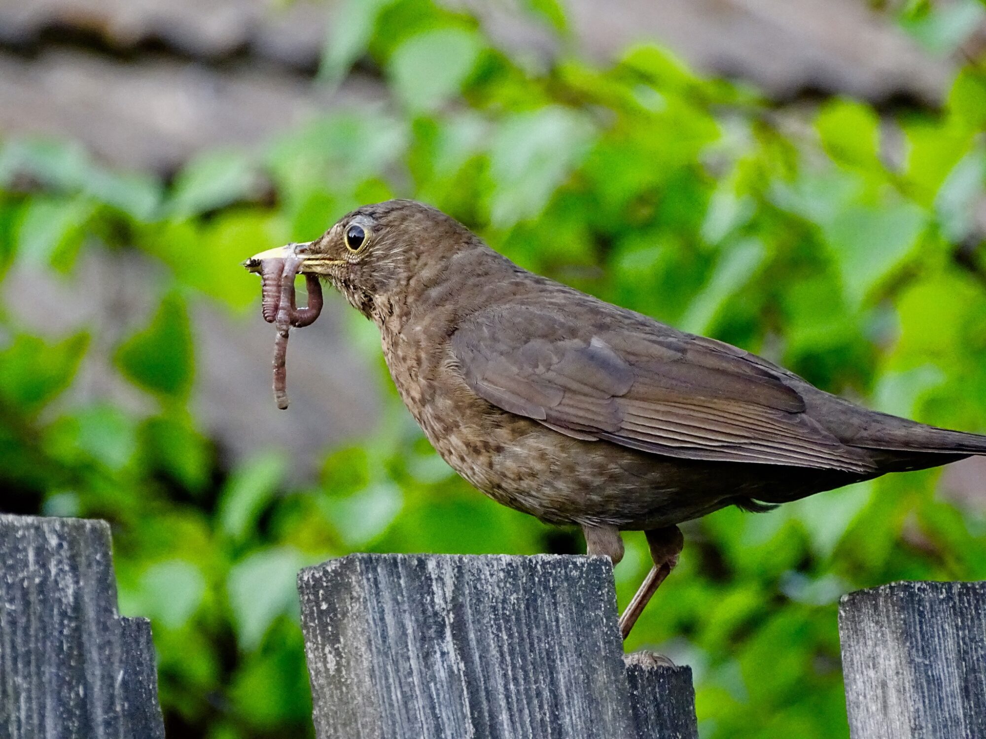 Valokuvaaja: Juhani Peltonen Valokuvaaja: Juhani Peltonen