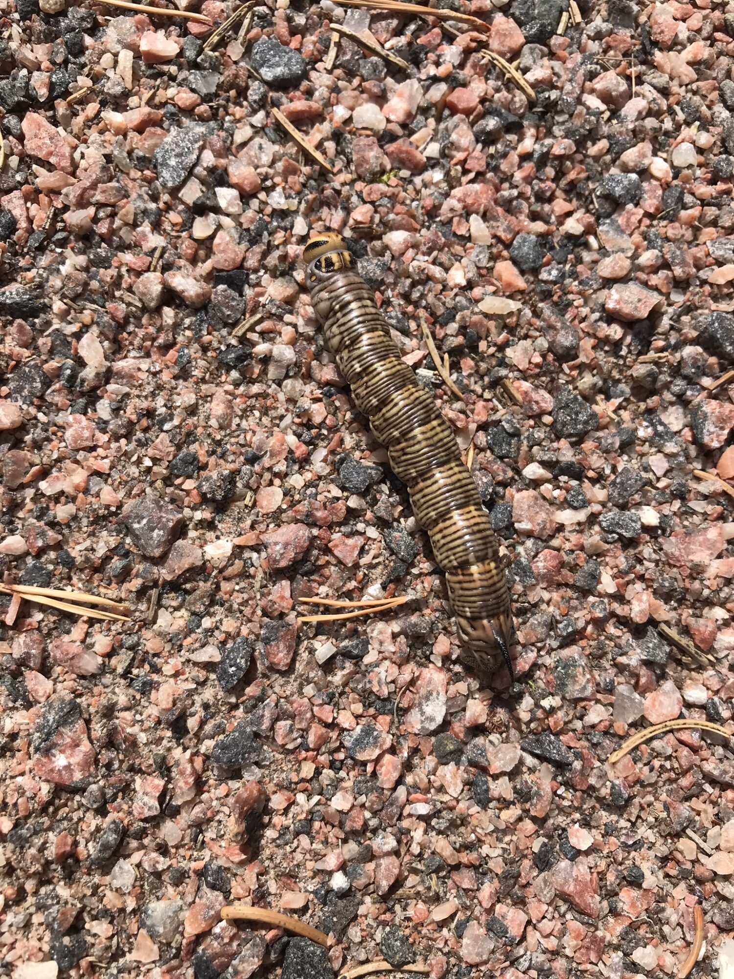 Valokuvaaja: Sirkka Nyberg