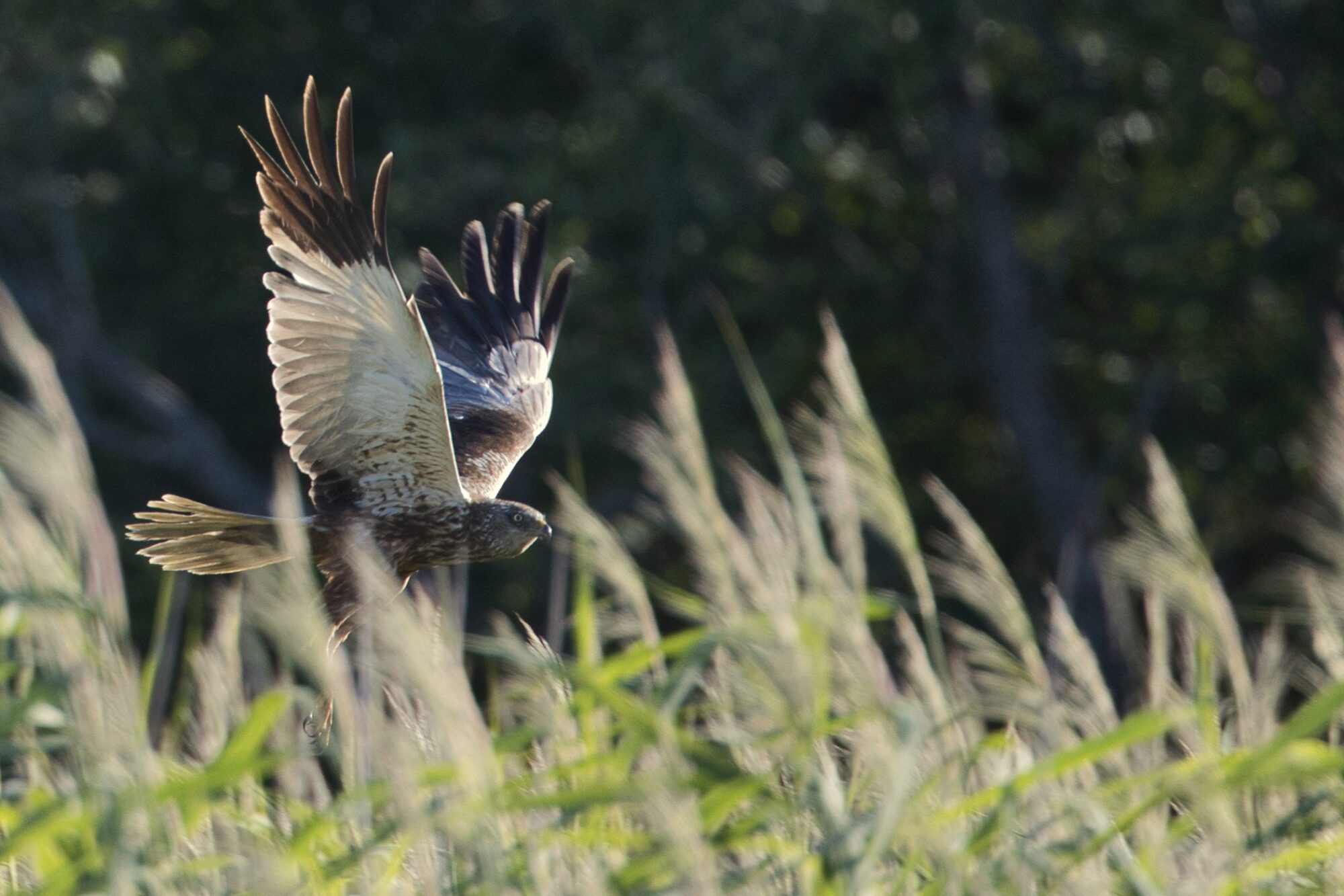 Valokuvaaja: Ari Branthin