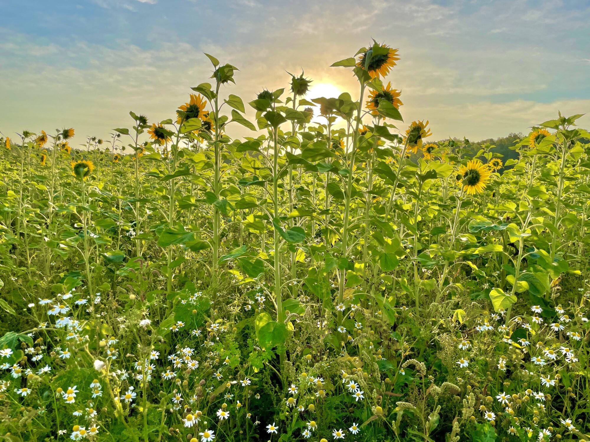 Valokuvaaja: Juhani Peltonen