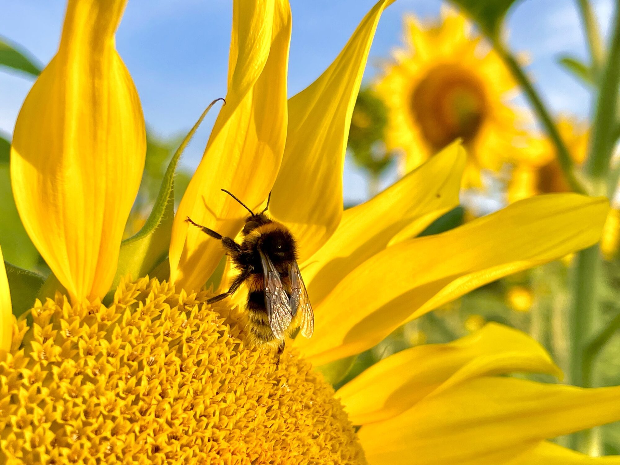 Valokuvaaja: Juhani Peltonen