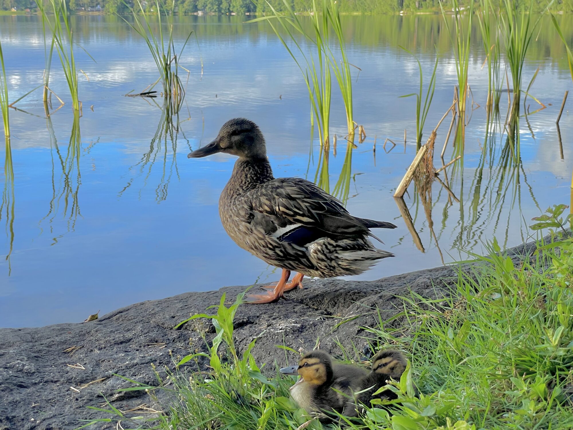 Valokuvaaja: Juhani Peltonen