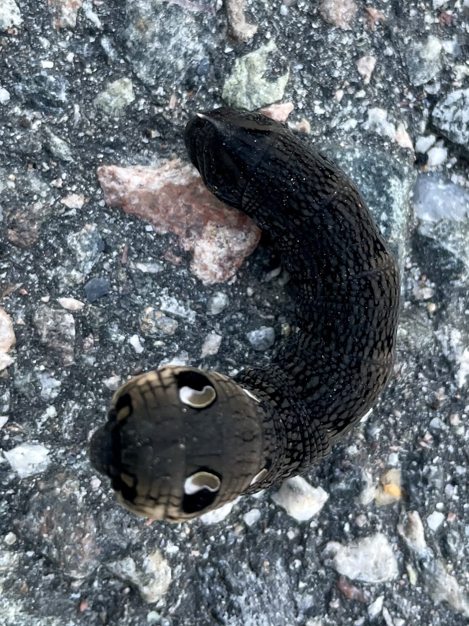 Valokuvaaja: Pirjo Kallio Valokuvaaja: Pirjo Kallio