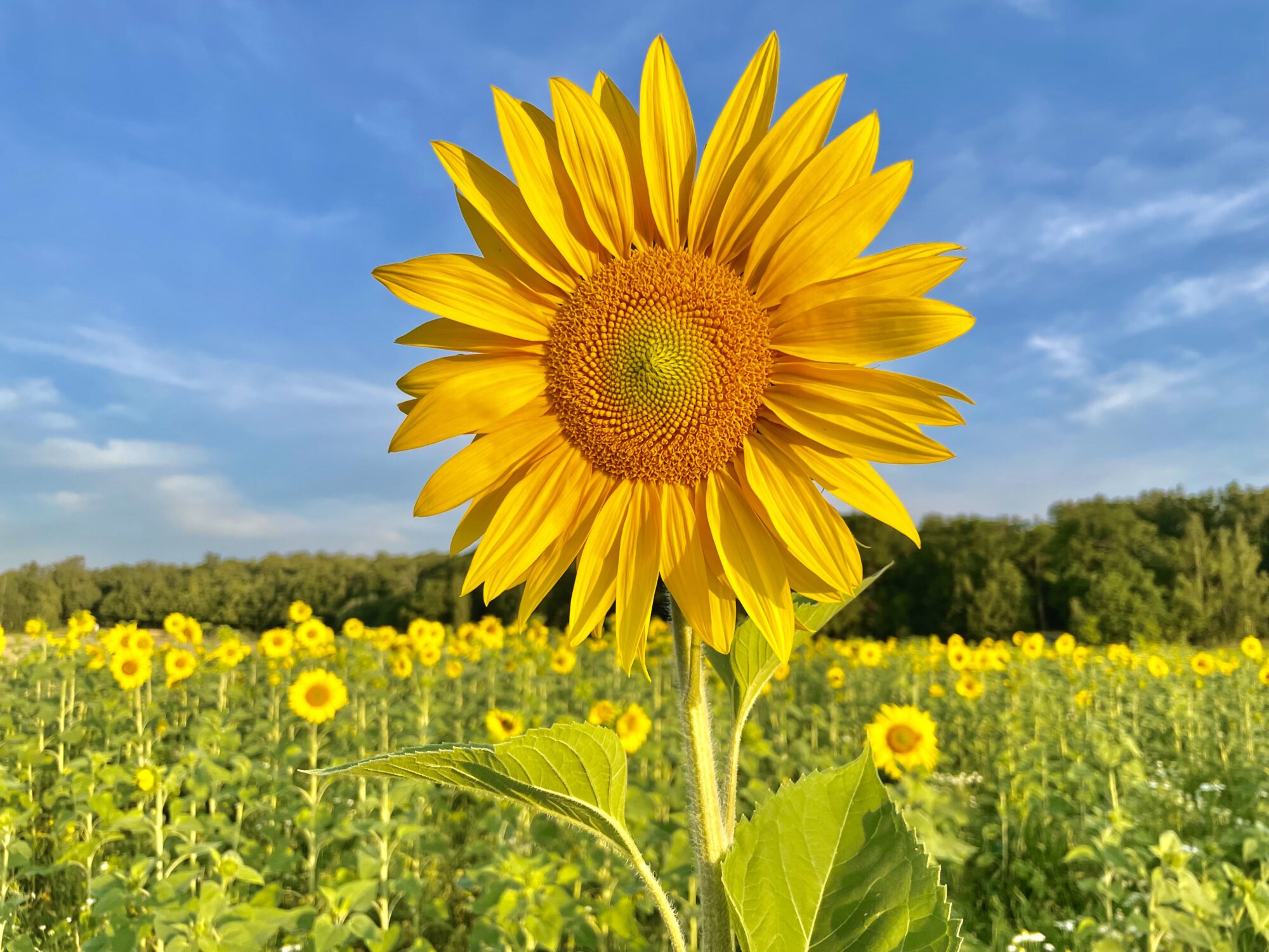 Valokuvaaja: Juhani Peltonen Valokuvaaja: Juhani Peltonen