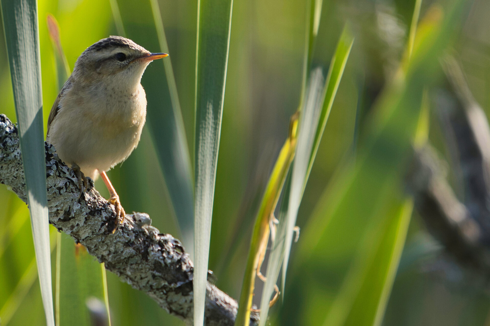 Valokuvaaja: Ari Branthin