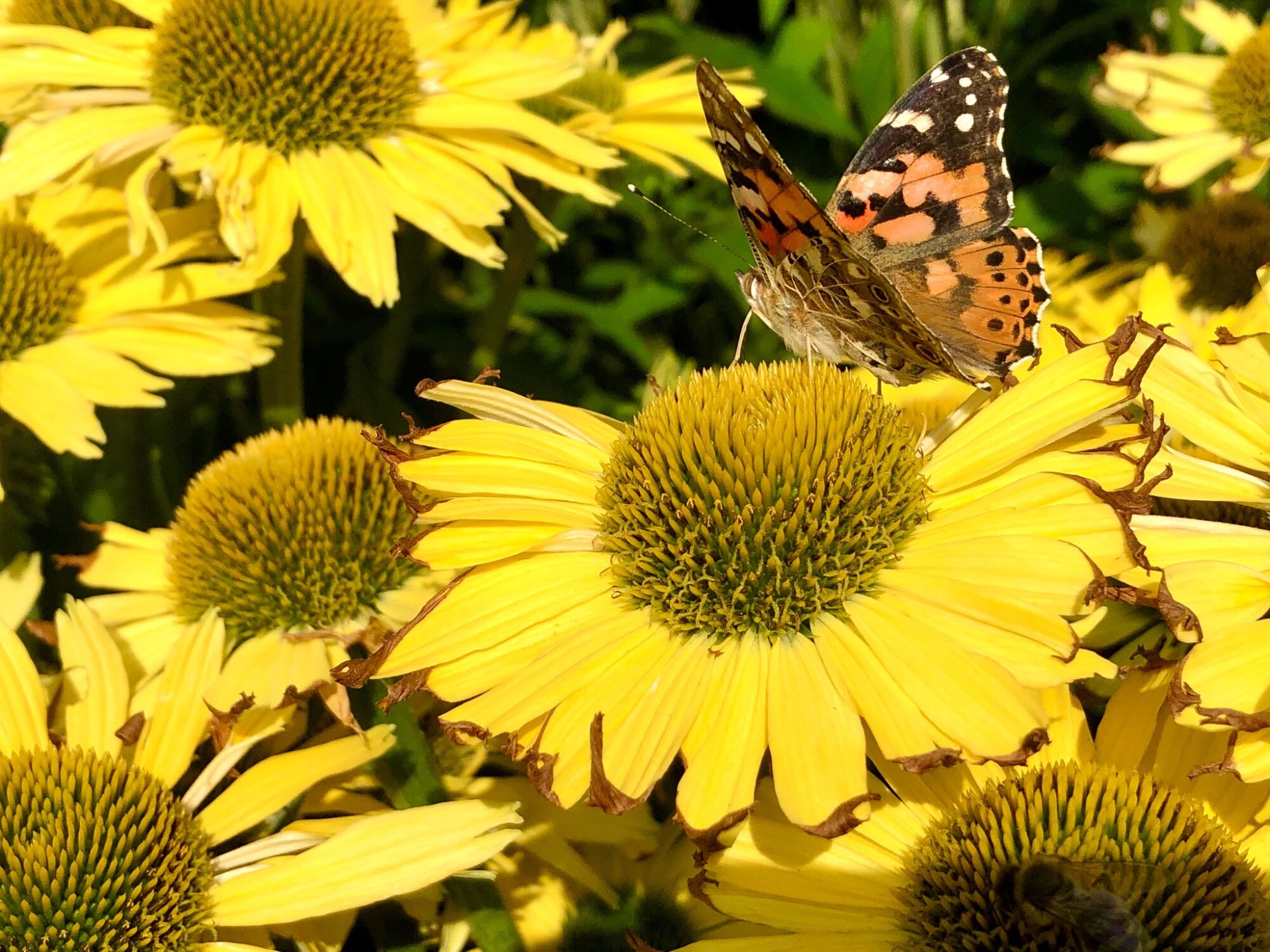 Valokuvaaja: Juhani Peltonen