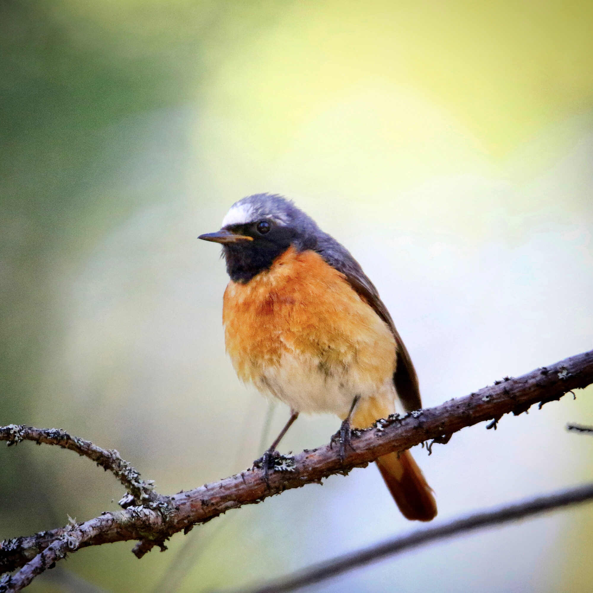 Valokuvaaja: Mikko Siikavesi