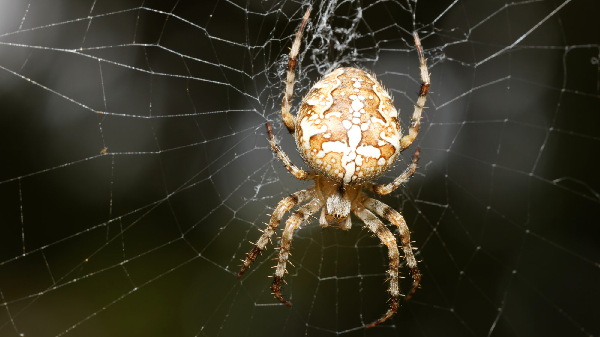Valokuvaaja: Tommi Kujala