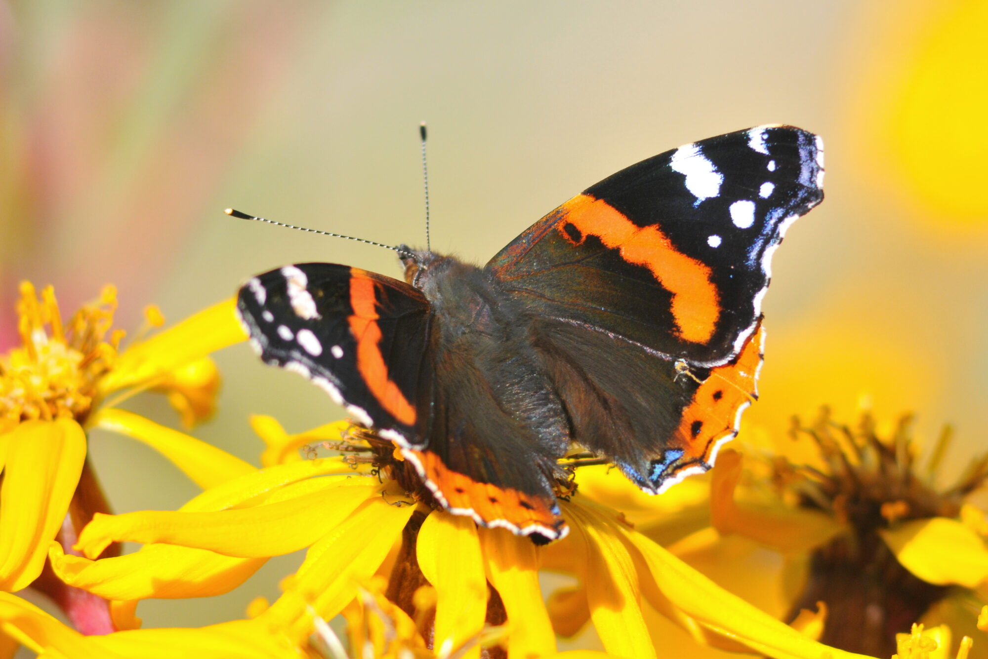 Valokuvaaja: Kaarlo Asikainen