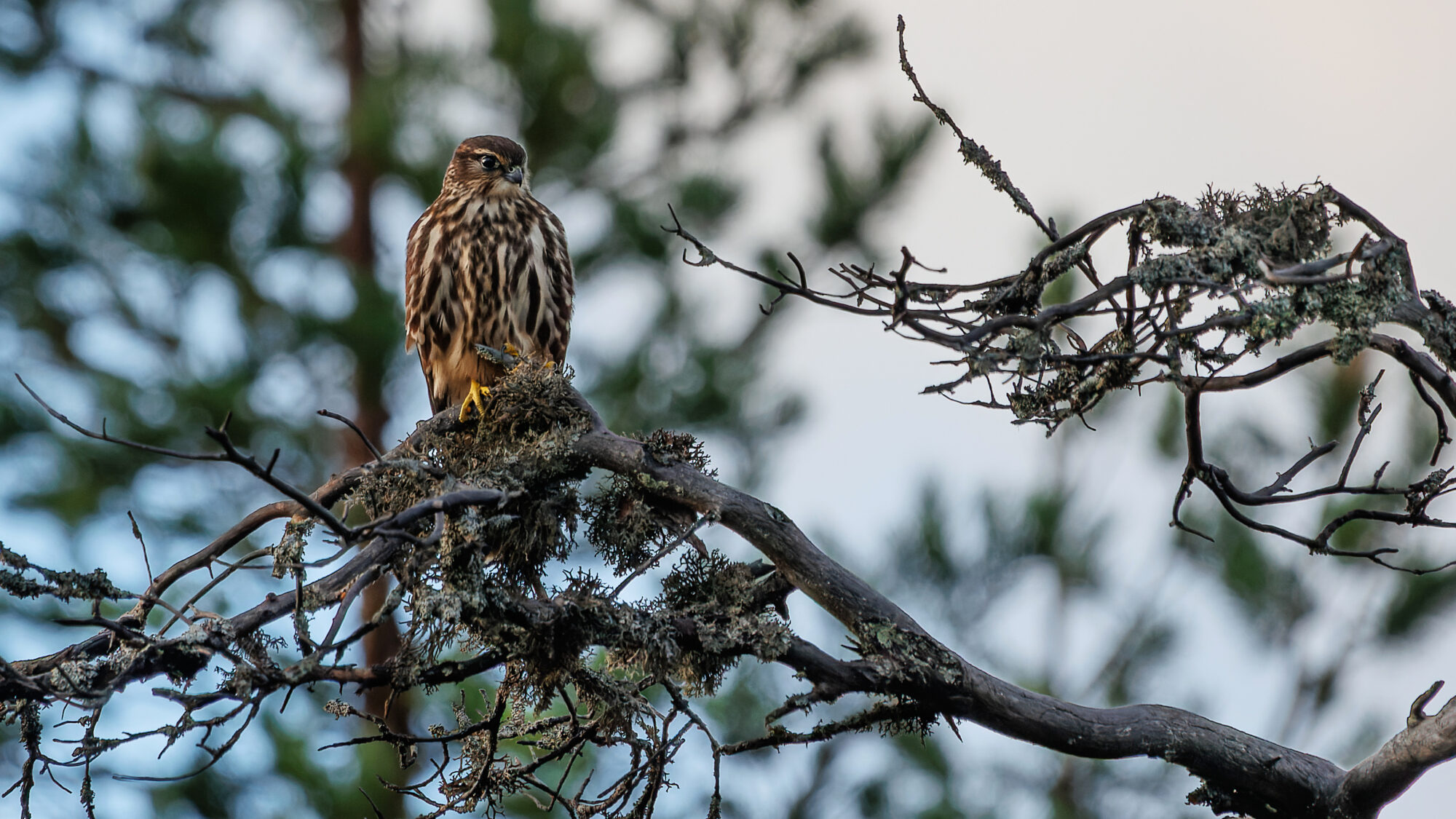 Valokuvaaja: Tommi Kujala
