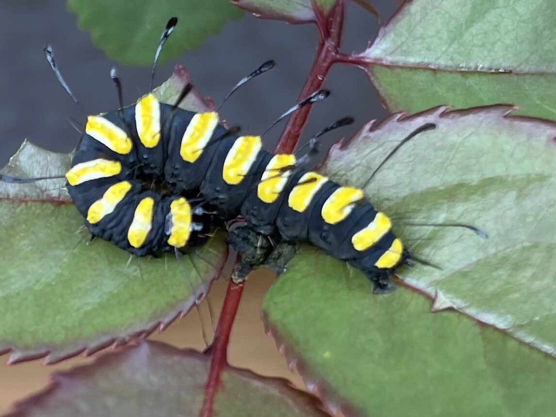 Valokuvaaja: Hanna Hagqvist