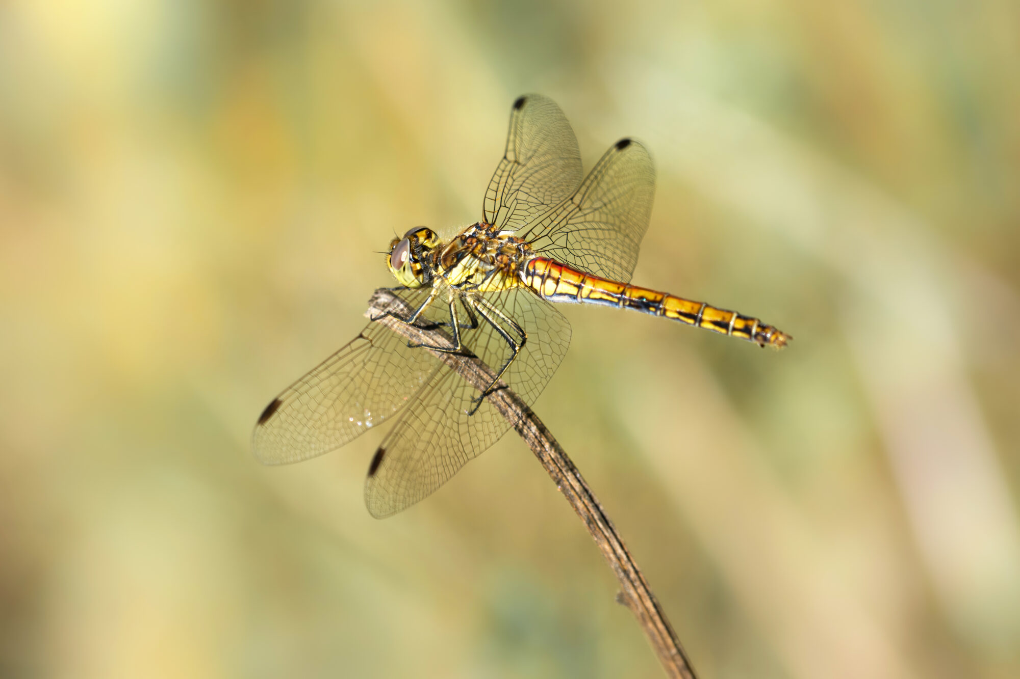 Valokuvaaja: Risto Lavi