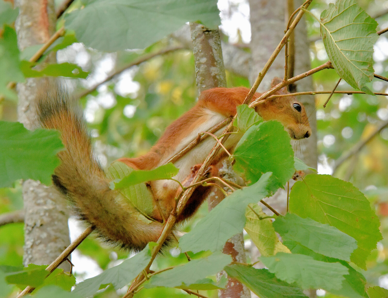 Valokuvaaja: Reijo Juurinen Valokuvaaja: Reijo Juurinen