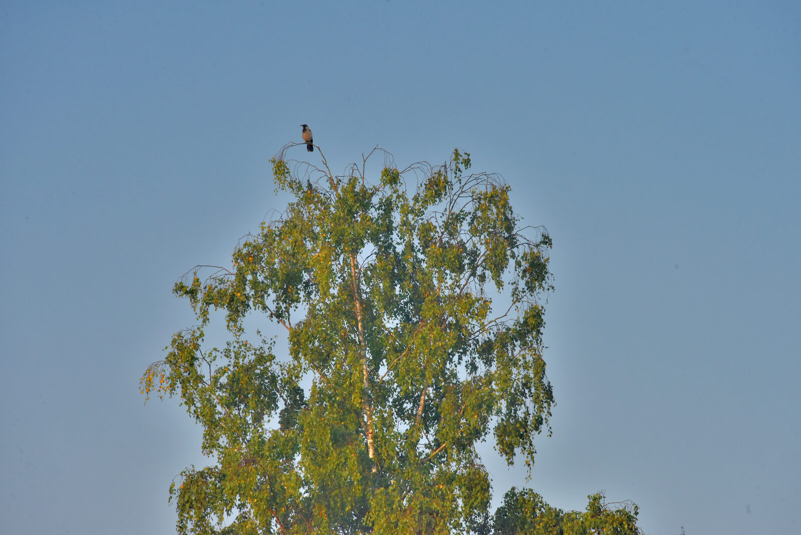 Valokuvaaja: Reijo Juurinen