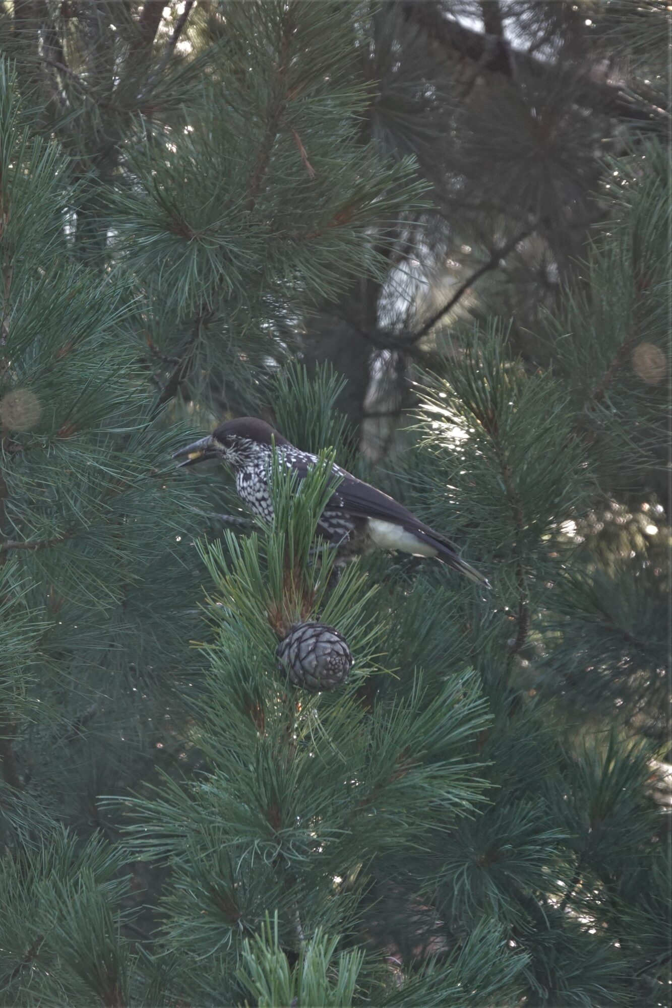 Valokuvaaja: Jenna Pitkänen