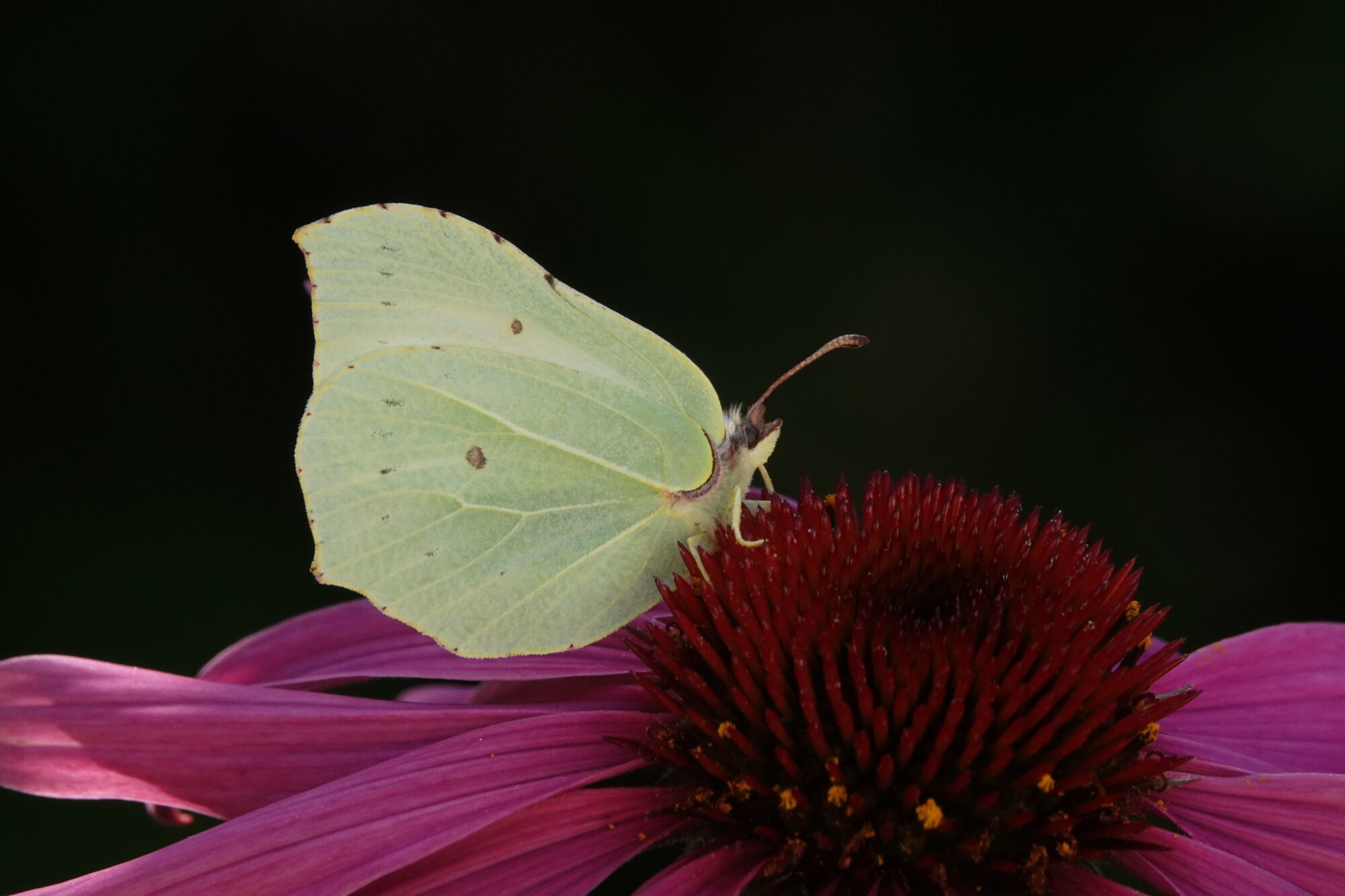 Valokuvaaja: Jenna Pitkänen