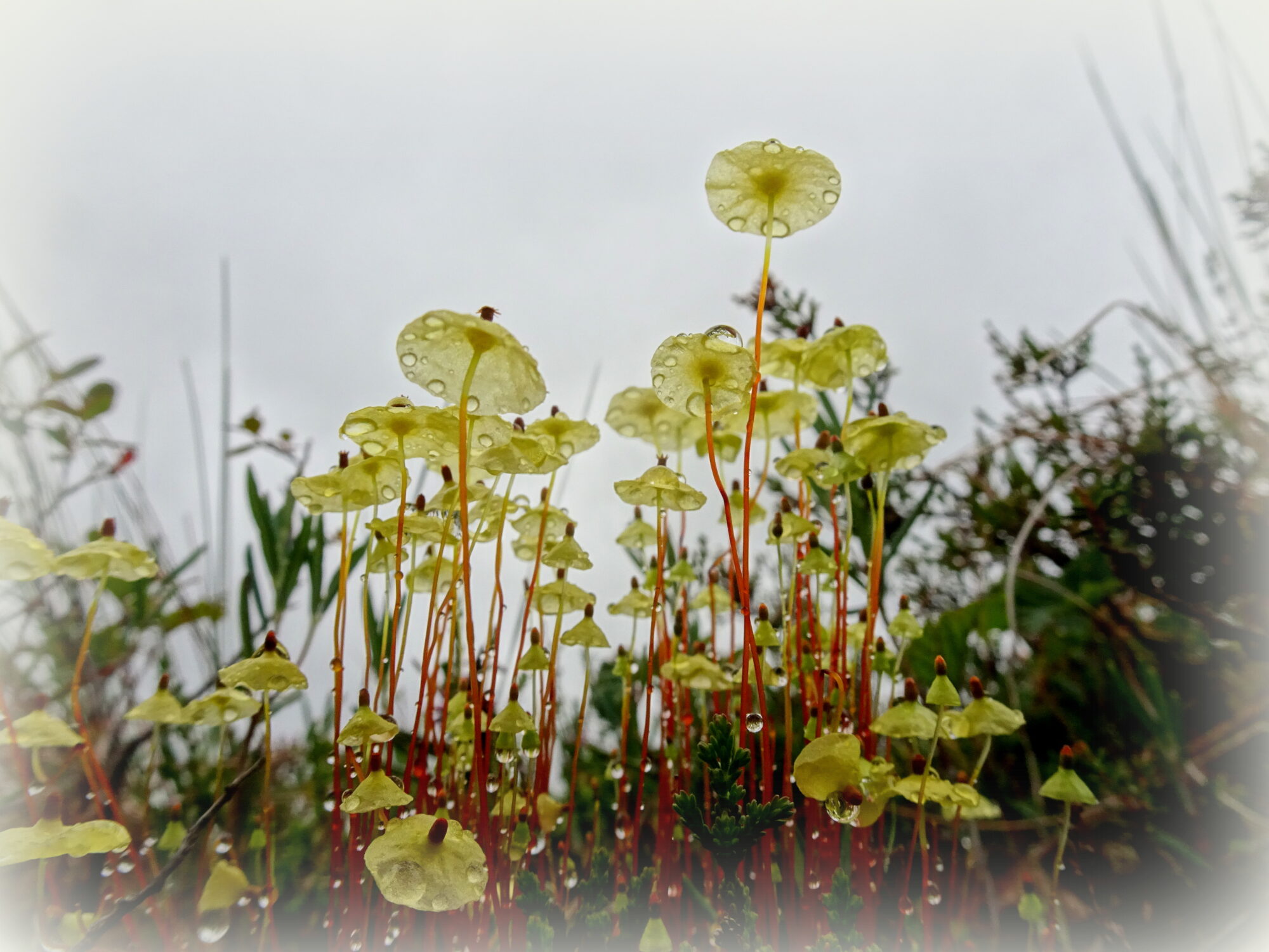 Valokuvaaja: Irja Lehtinen