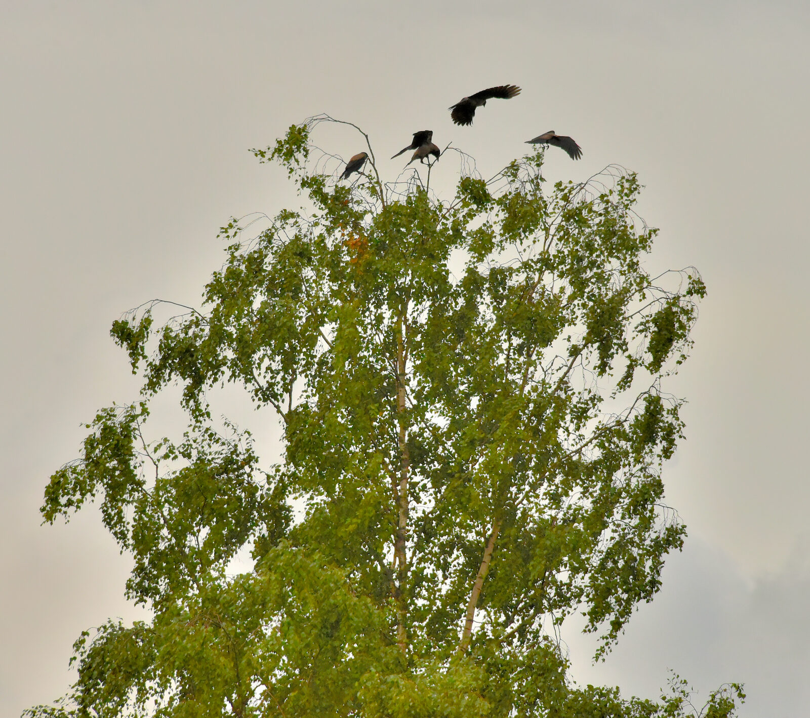 Valokuvaaja: Reijo Juurinen