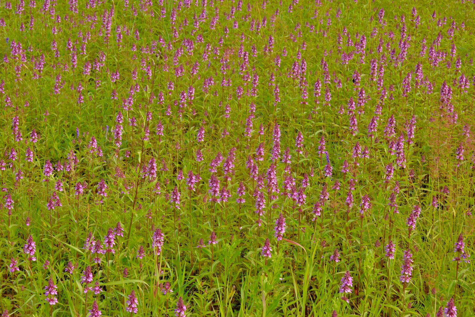 Valokuvaaja: Reijo Juurinen