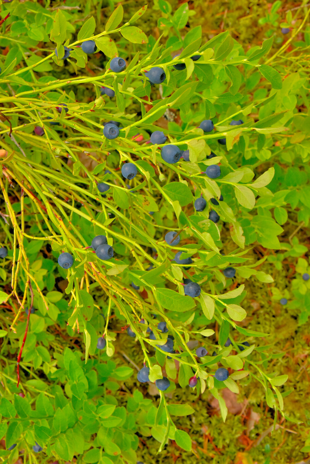 Valokuvaaja: Reijo Juurinen