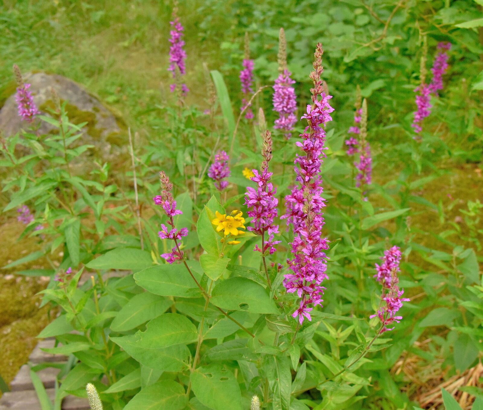 Valokuvaaja: Reijo Juurinen