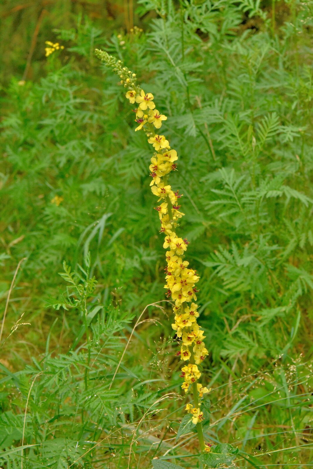 Valokuvaaja: Reijo Juurinen Valokuvaaja: Reijo Juurinen