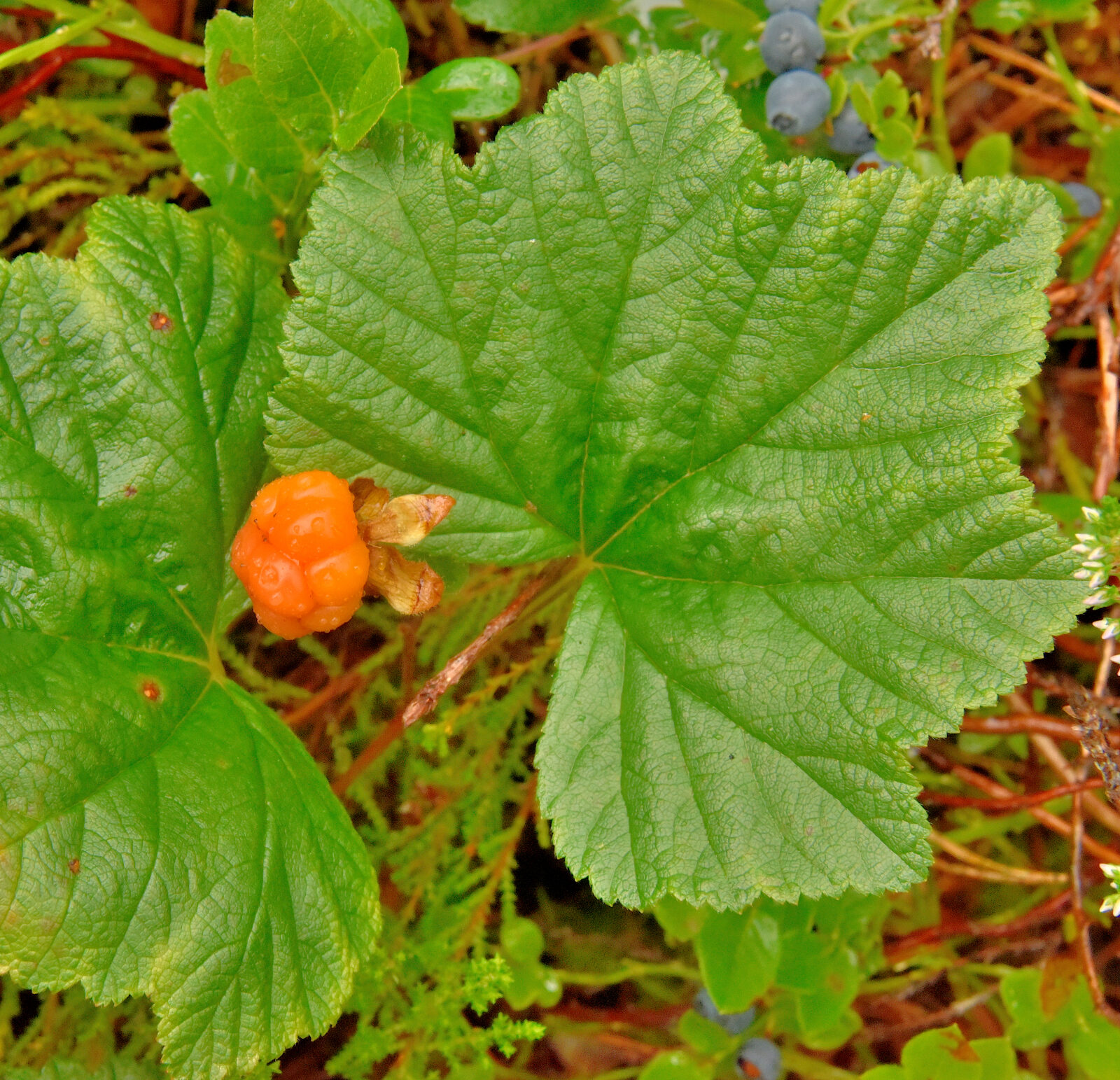 Valokuvaaja: Reijo Juurinen
