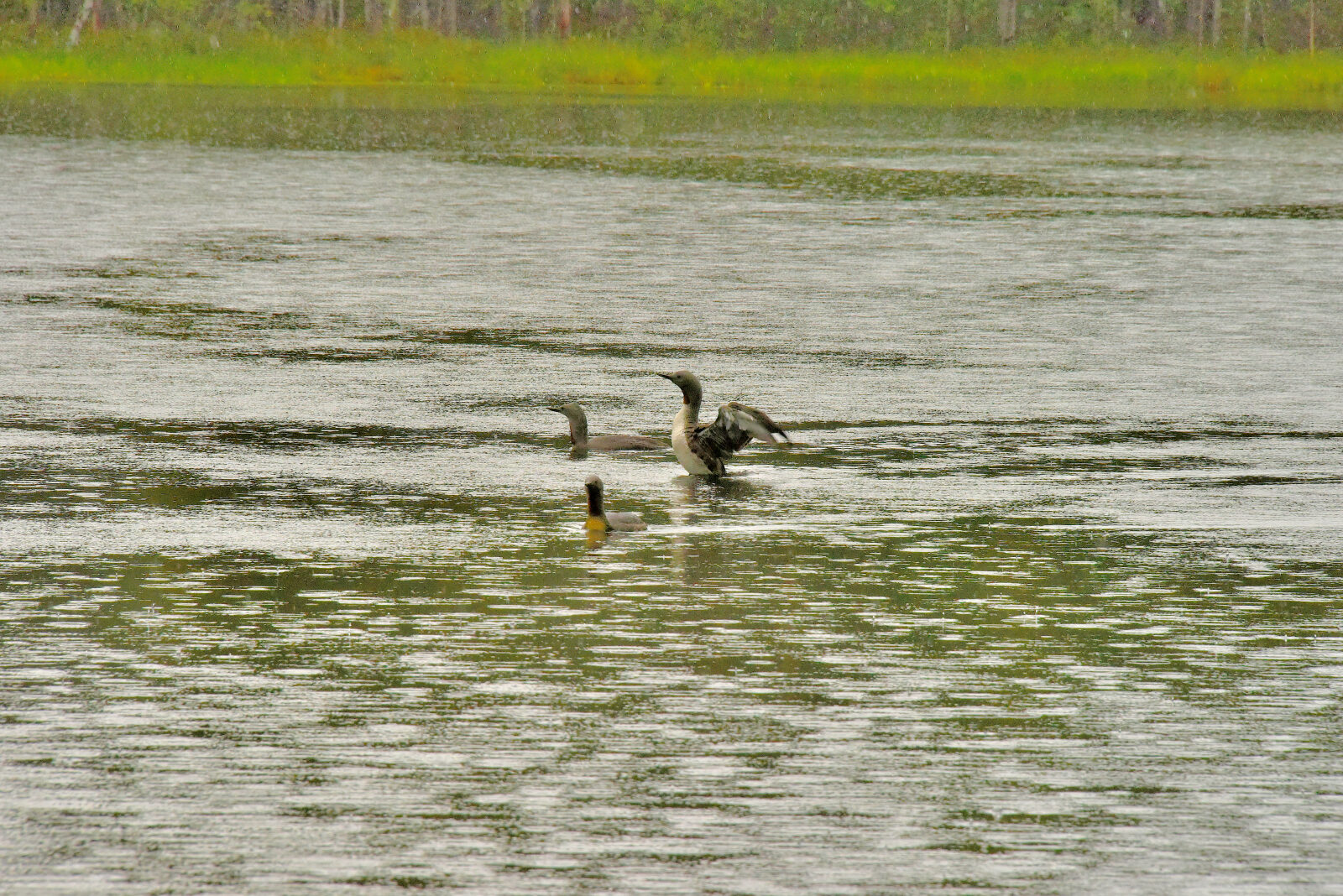Valokuvaaja: Reijo Juurinen