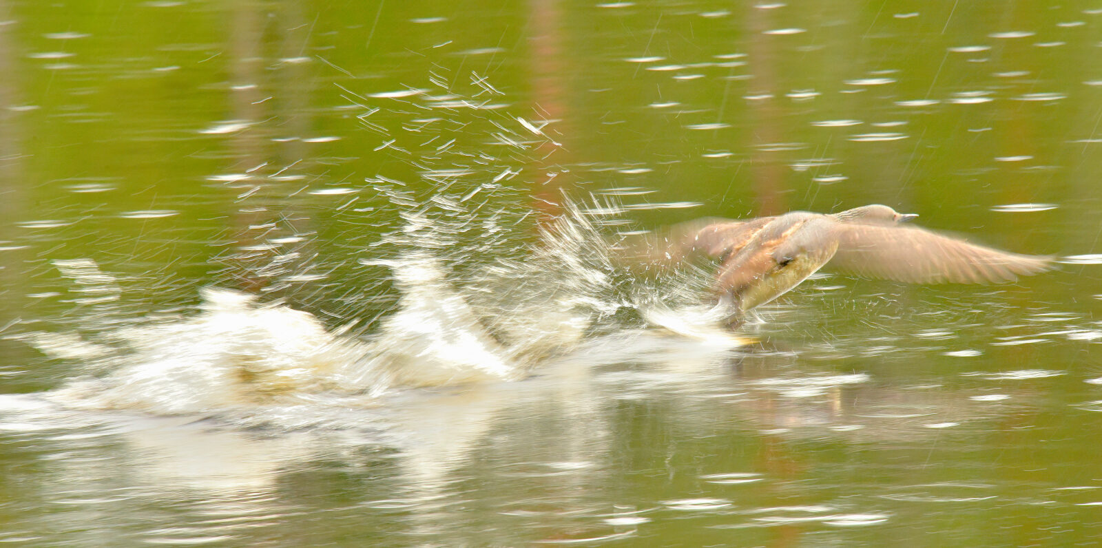 Valokuvaaja: Reijo Juurinen Valokuvaaja: Reijo Juurinen
