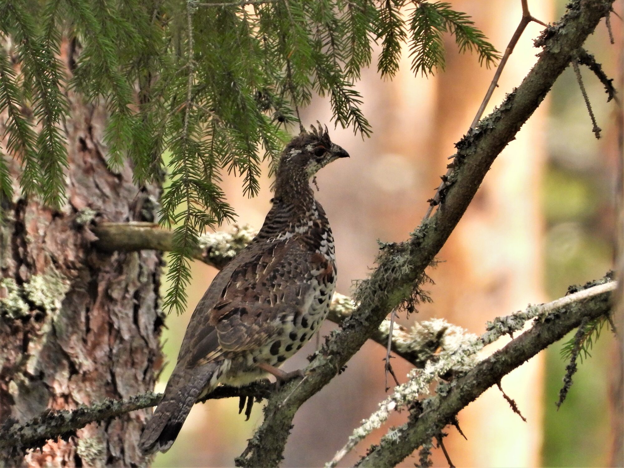 Valokuvaaja: Marja-Liisa Paavola