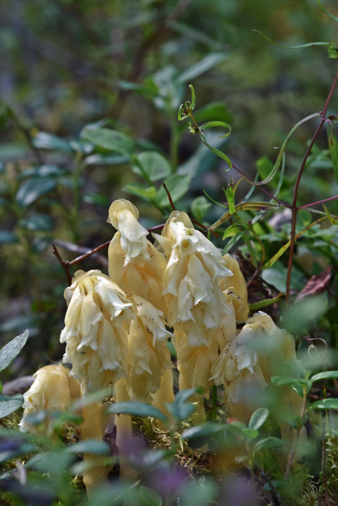 Valokuvaaja: Heli Surakka