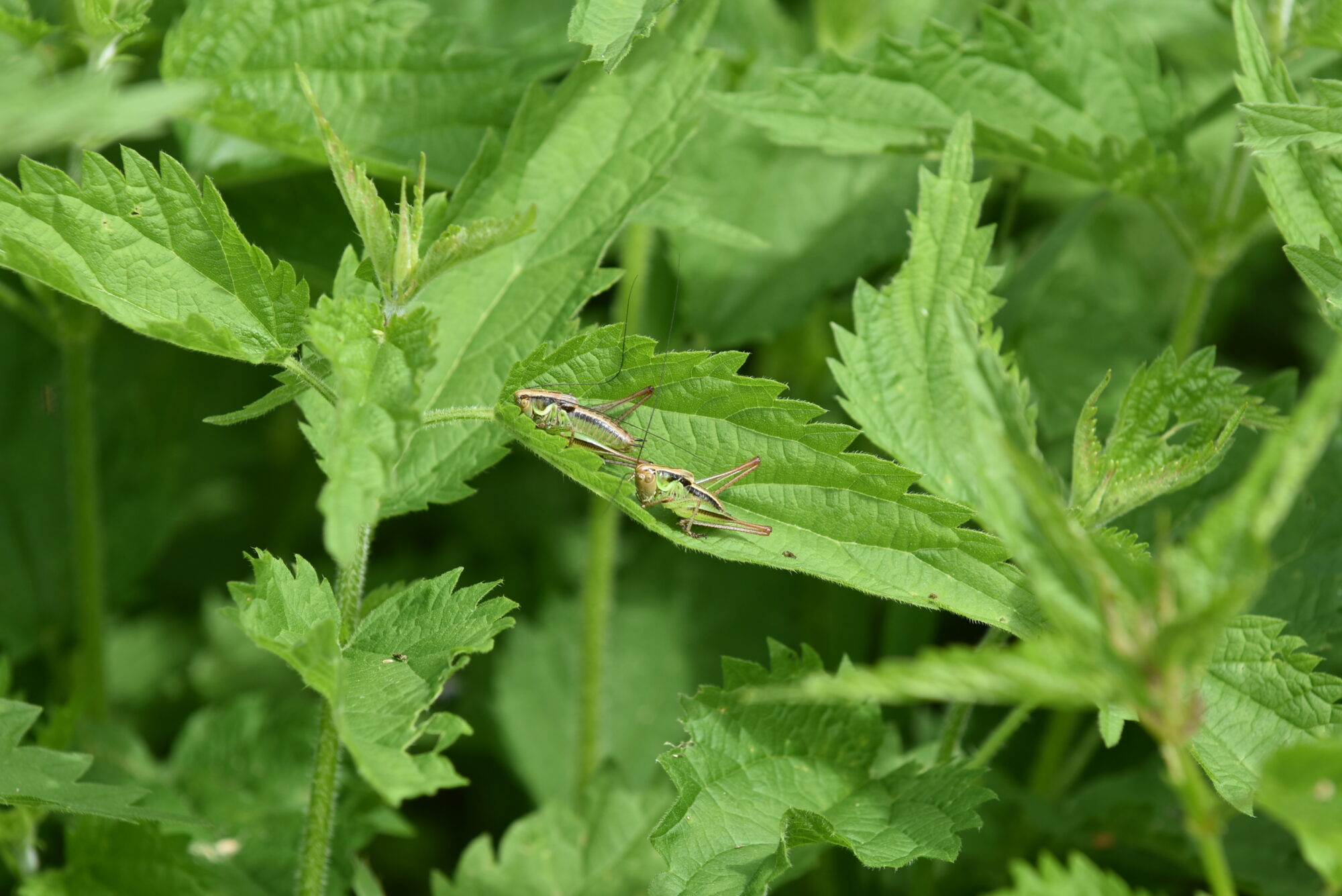 Valokuvaaja: Heli Surakka
