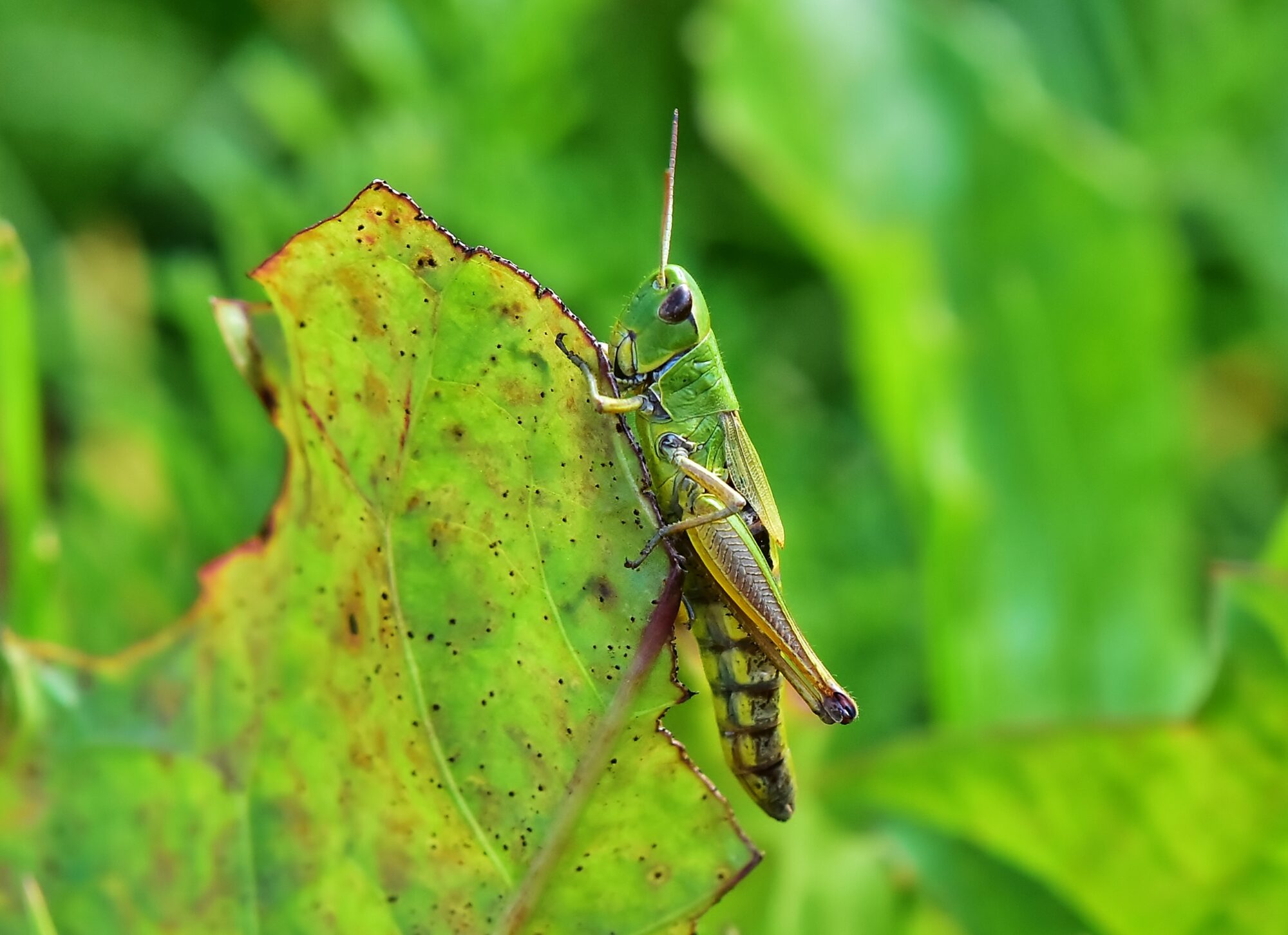 Valokuvaaja: Markku Pelkonen