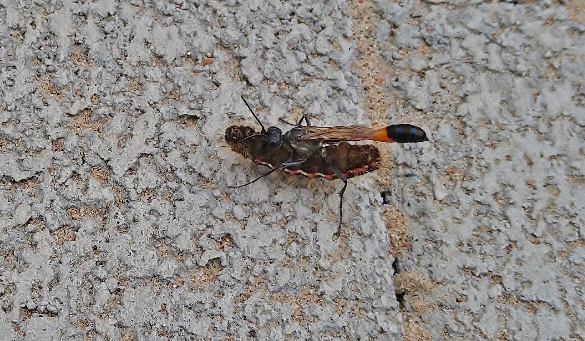 Valokuvaaja: Markku Pelkonen