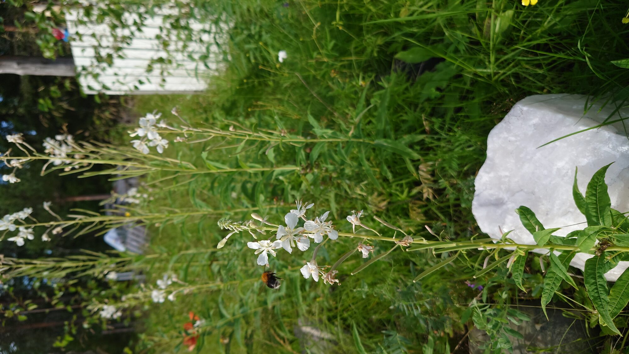 Valokuvaaja: Mika Lilleberg