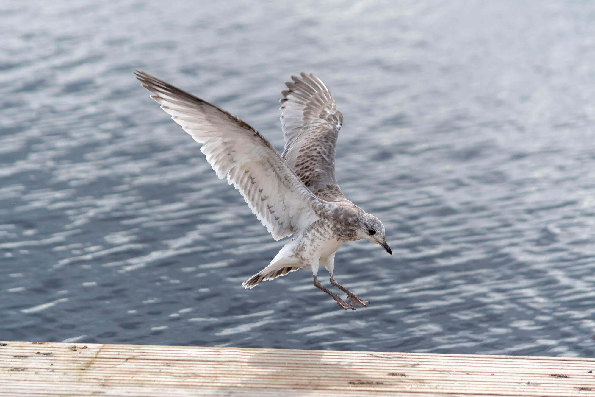 Valokuvaaja: Leena Rissanen