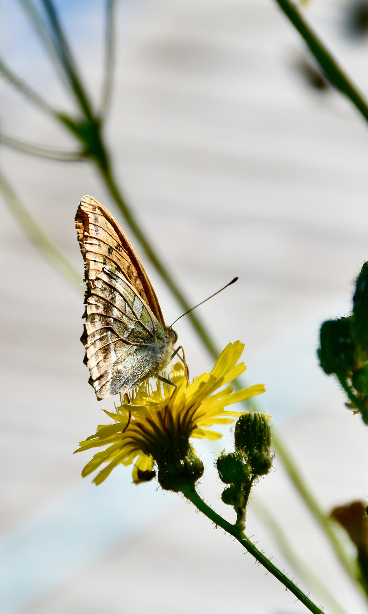 Valokuvaaja: Lasse Rokka