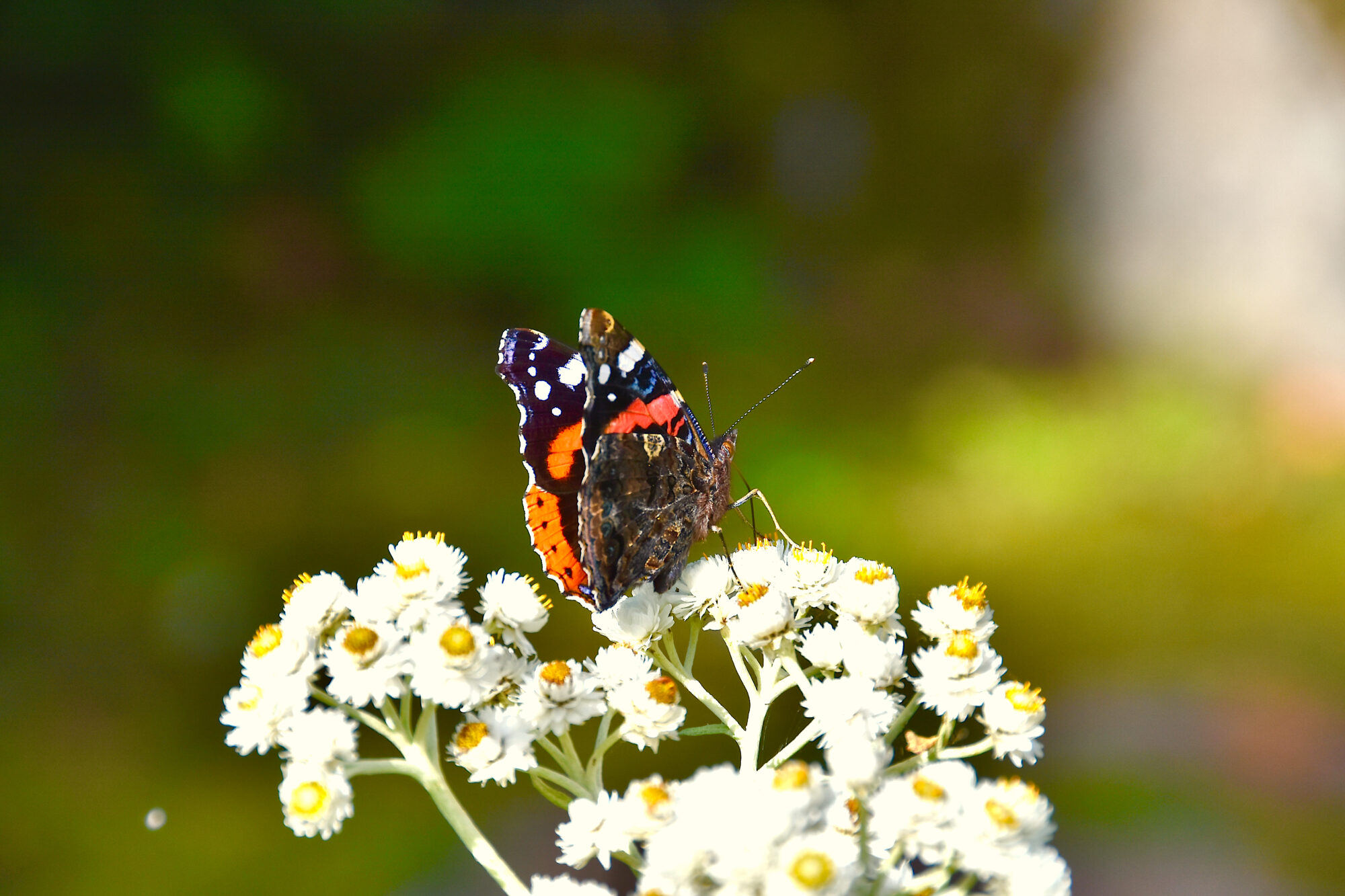 Valokuvaaja: Lasse Rokka