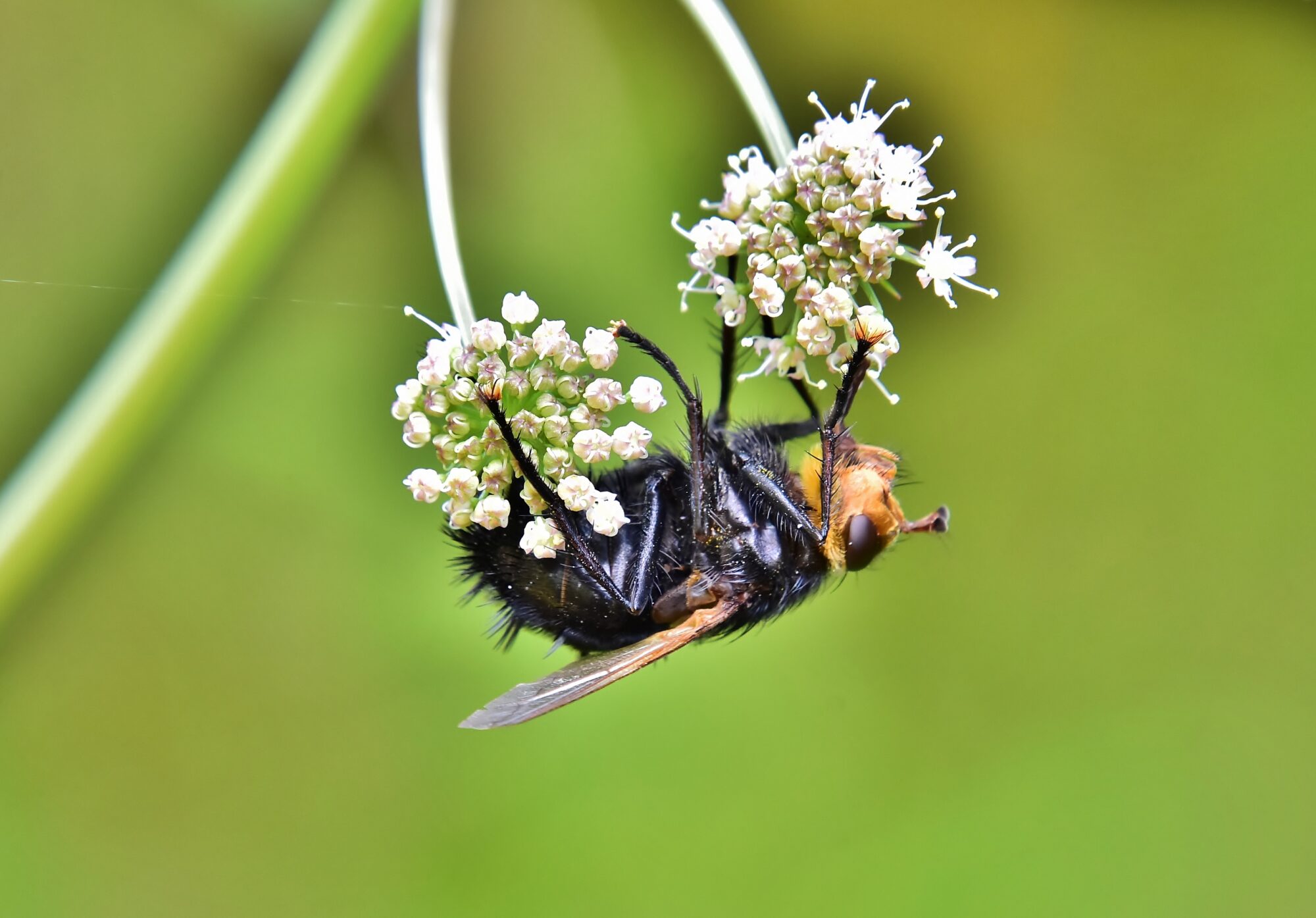 Valokuvaaja: Markku Pelkonen