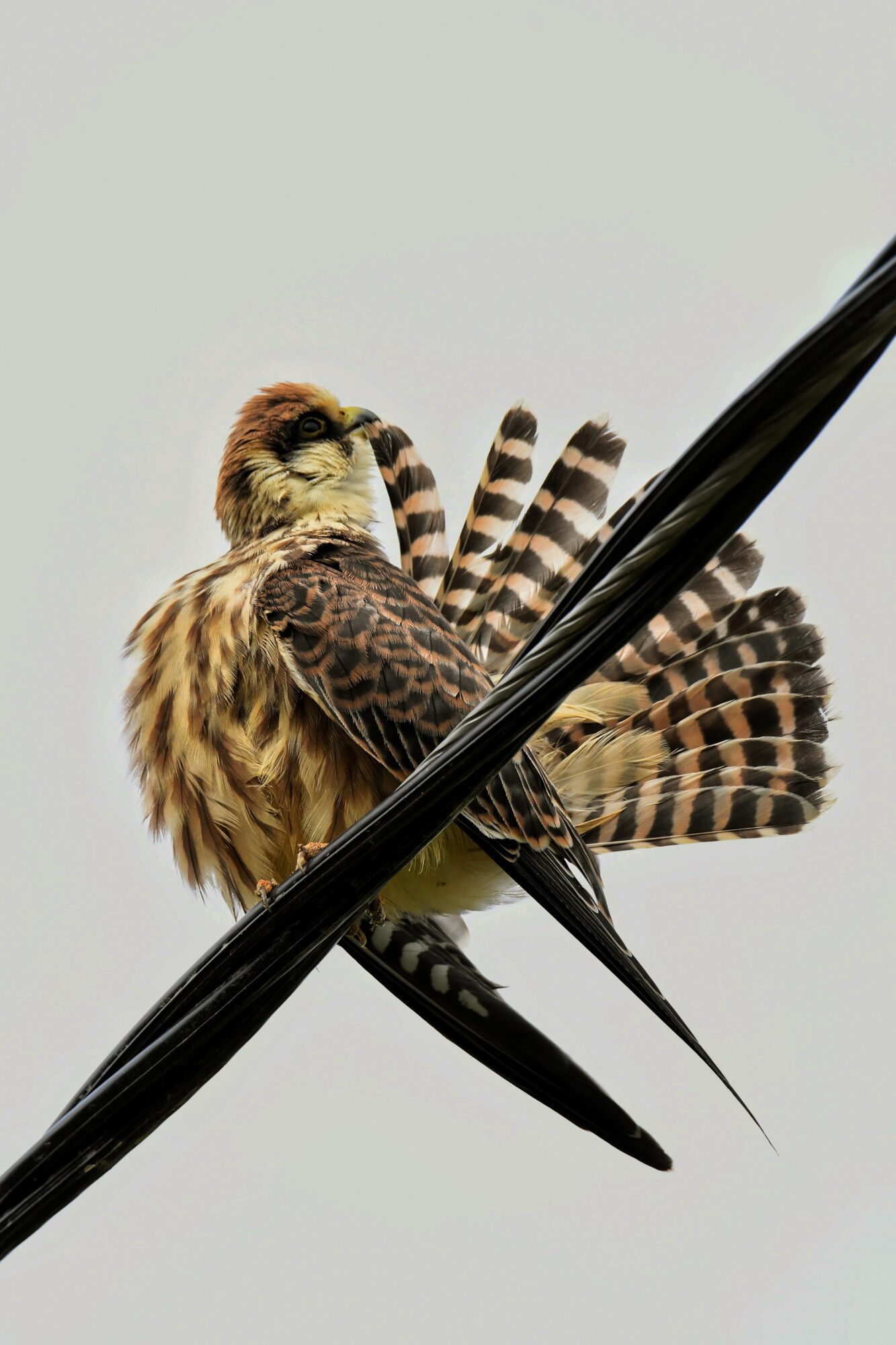 Valokuvaaja: Timo Lappalainen