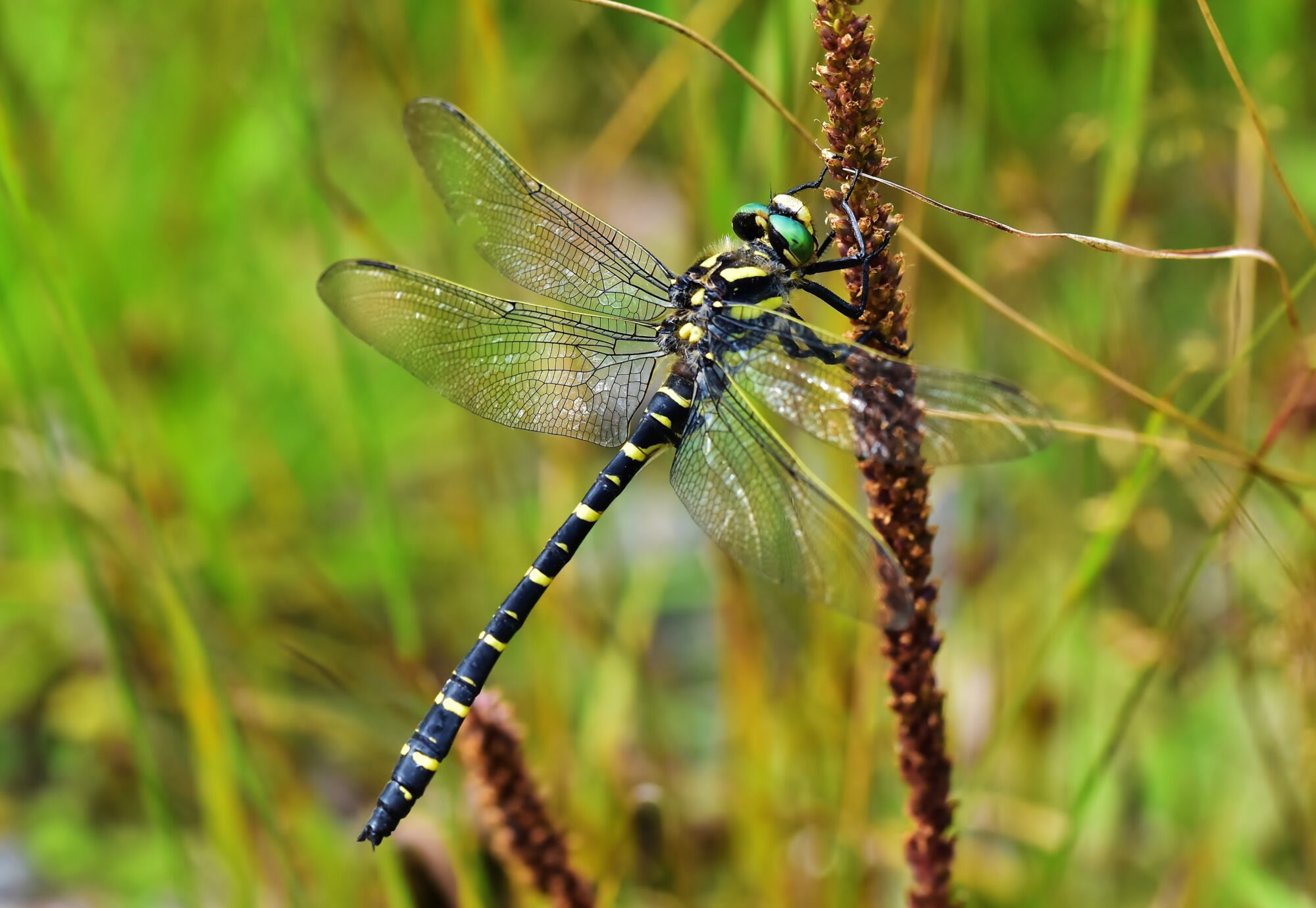 Valokuvaaja: Markku Pelkonen