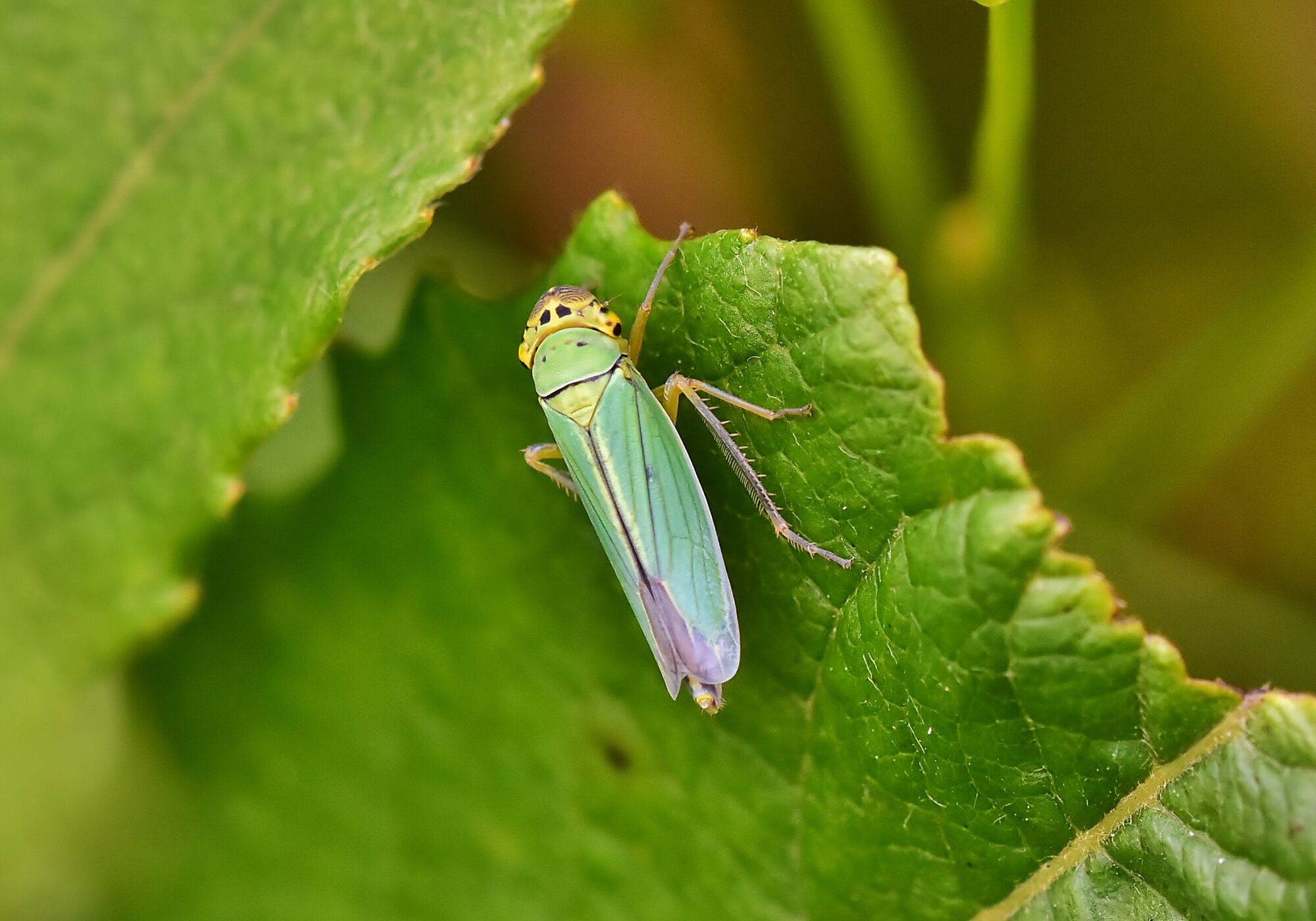 Valokuvaaja: Markku Pelkonen