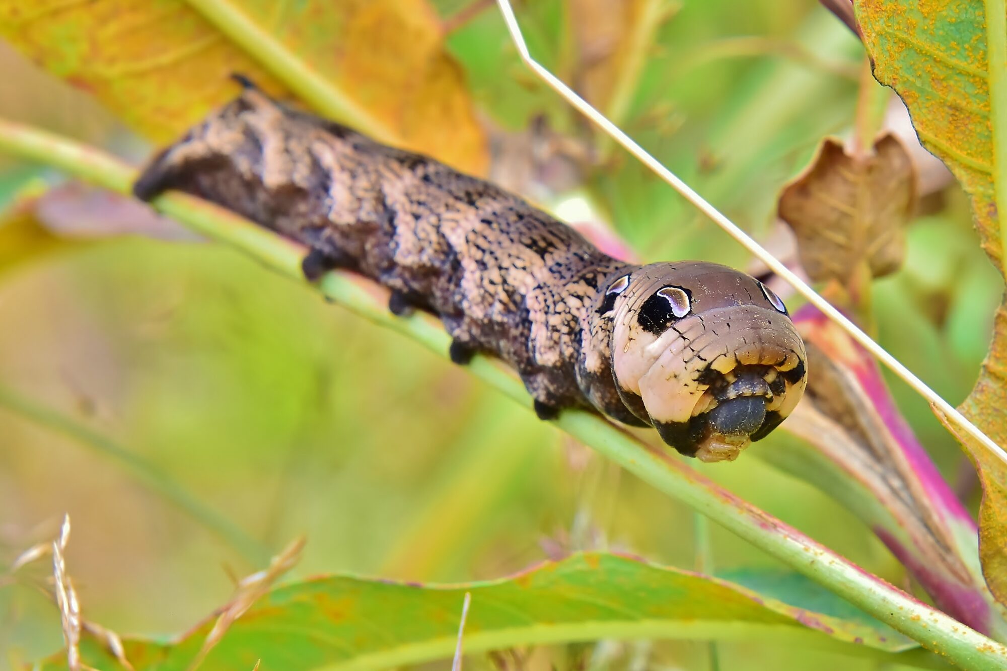 Valokuvaaja: Markku Pelkonen Valokuvaaja: Markku Pelkonen