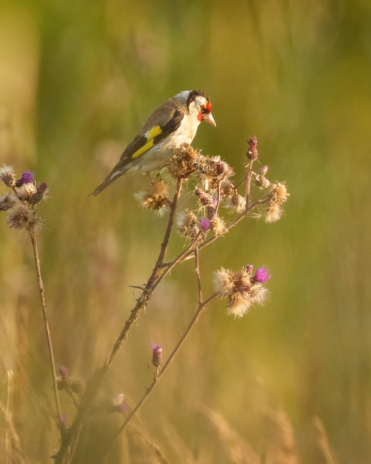 Valokuvaaja: Martin Sivakov