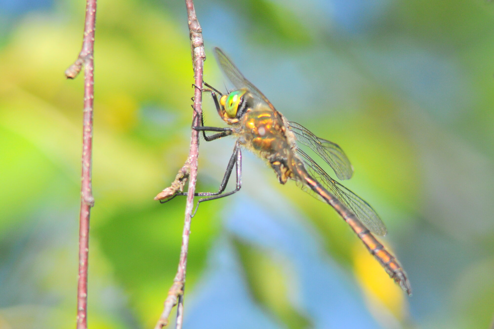 Valokuvaaja: Kaarlo Asikainen